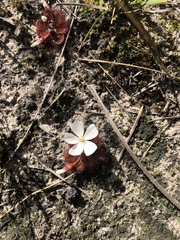 Drosera rosulata
