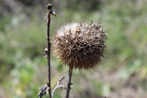 Echinops pungens, photograph 1