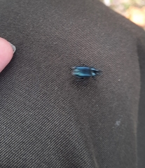 Platycerus caprea