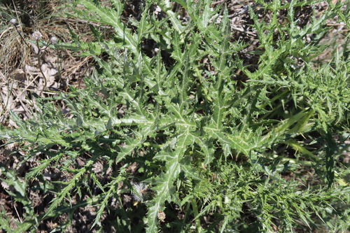 Echinops pungens, photograph 3