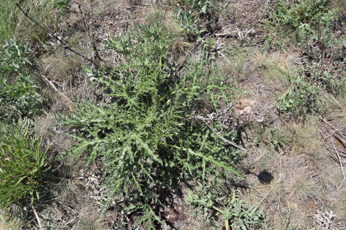 Echinops pungens, photograph 2