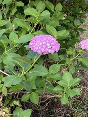 Hydrangea macrophylla