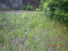 Coreopsis lanceolata