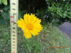 Coreopsis lanceolata