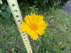 Coreopsis lanceolata