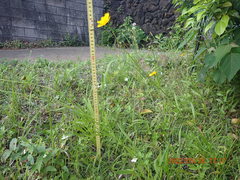 Coreopsis lanceolata