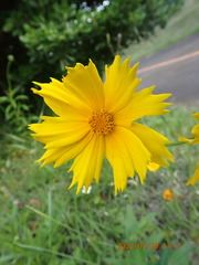 Coreopsis lanceolata