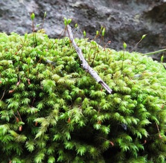 Leptostomum inclinans