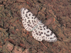 Antipercnia albinigrata