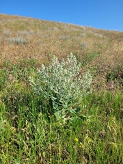 Salvia aethiopis