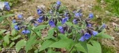 Pulmonaria mollis