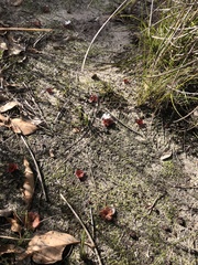 Drosera rosulata