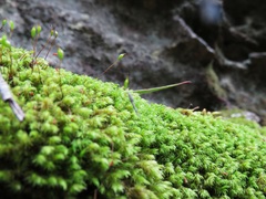 Leptostomum inclinans