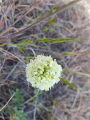 Eriogonum heracleoides