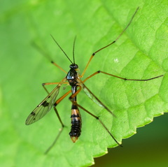 Ptychoptera contaminata