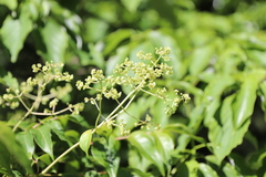 Staphylea japonica