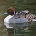 Northern Pintail - Photo (c) guylmonty, some rights reserved (CC BY-NC)