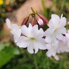Primula munroi