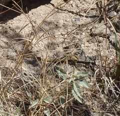 Aspidoscelis scalaris