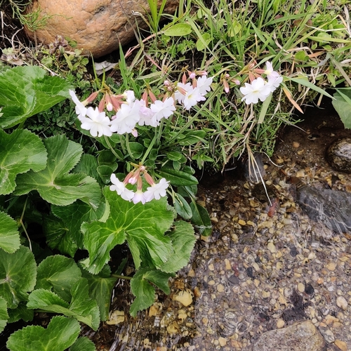 Primula munroi, photograph 2