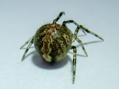 Theridion pictum