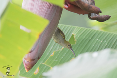 Arachnothera modesta