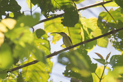 Arachnothera robusta