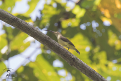 Arachnothera robusta