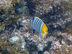 Chaetodon mertensii