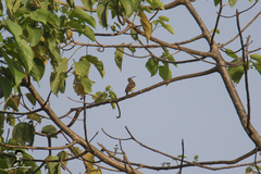 Arachnothera robusta