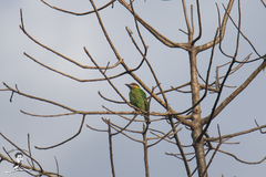 Psilopogon chrysopogon