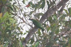 Psilopogon mystacophanos