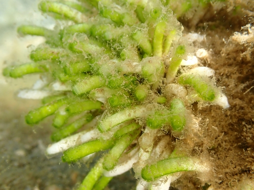 Neomeris vanbosseae