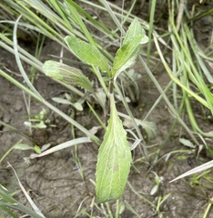 Erythranthe scouleri