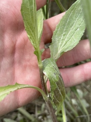 Erythranthe scouleri