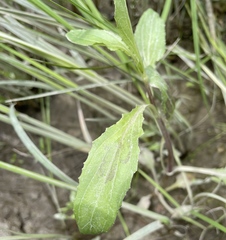 Erythranthe scouleri