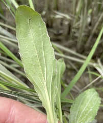 Erythranthe scouleri