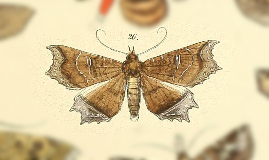 Polygoniodes laciniata