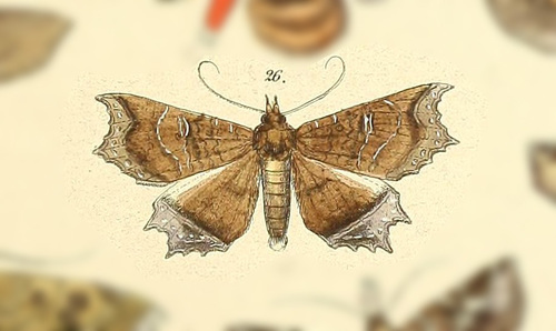 Polygoniodes laciniata