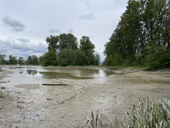 Erythranthe scouleri