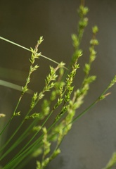 Carex elongata
