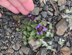 Prunella vulgaris vulgaris