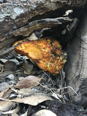 Piptoporus australiensis