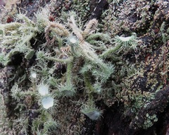 Usnea scabrida