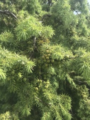 Juniperus deltoides