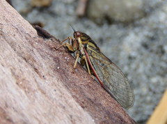 Kikihia southwestlandica