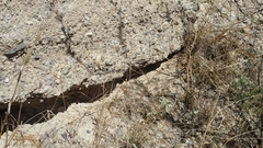 Aspidoscelis scalaris