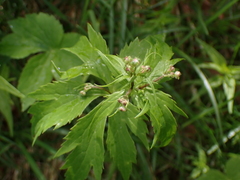 Ranunculus platanifolius