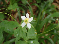 Ranunculus platanifolius