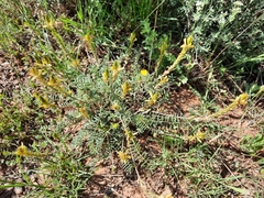 Onobrychis saxatilis